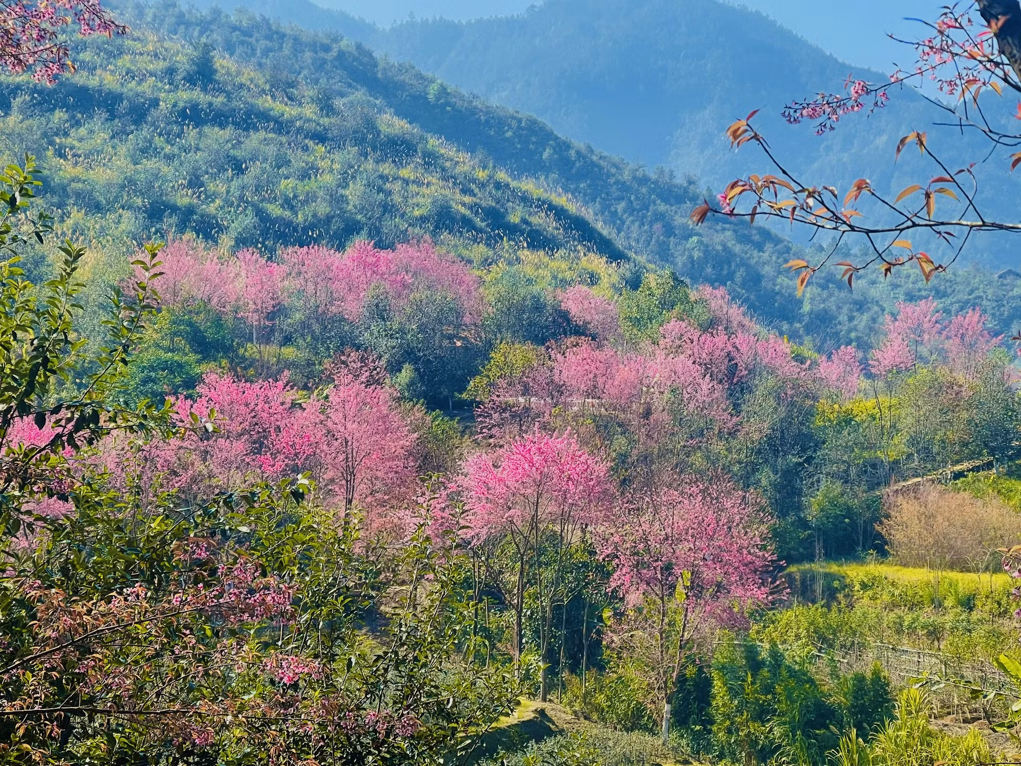 Hoa Tớ dày “say” lòng du khách