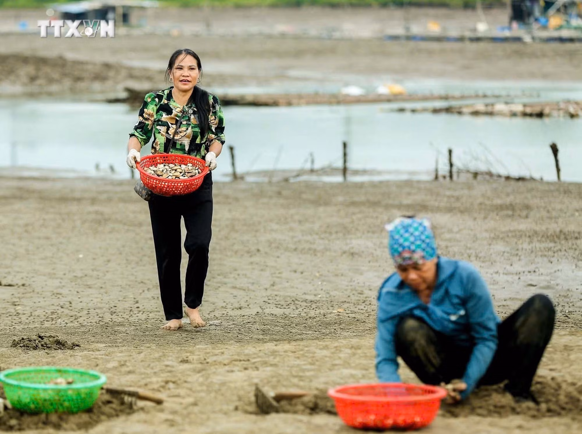 vna_potal_thanh_hoa_lam_giau_nho_mo_hinh_nuoi_ngao_giong_va_ngao_thuong_pham_7702160.jpg