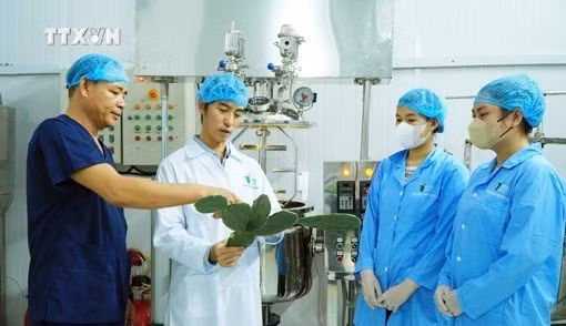 vna_potal_thanh_nien_o_phu_yen_khoi_nghiep_tu_cay_xuong_rong_7703154.jpg