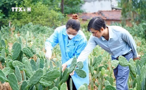 vna_potal_thanh_nien_o_phu_yen_khoi_nghiep_tu_cay_xuong_rong_7703135.jpg