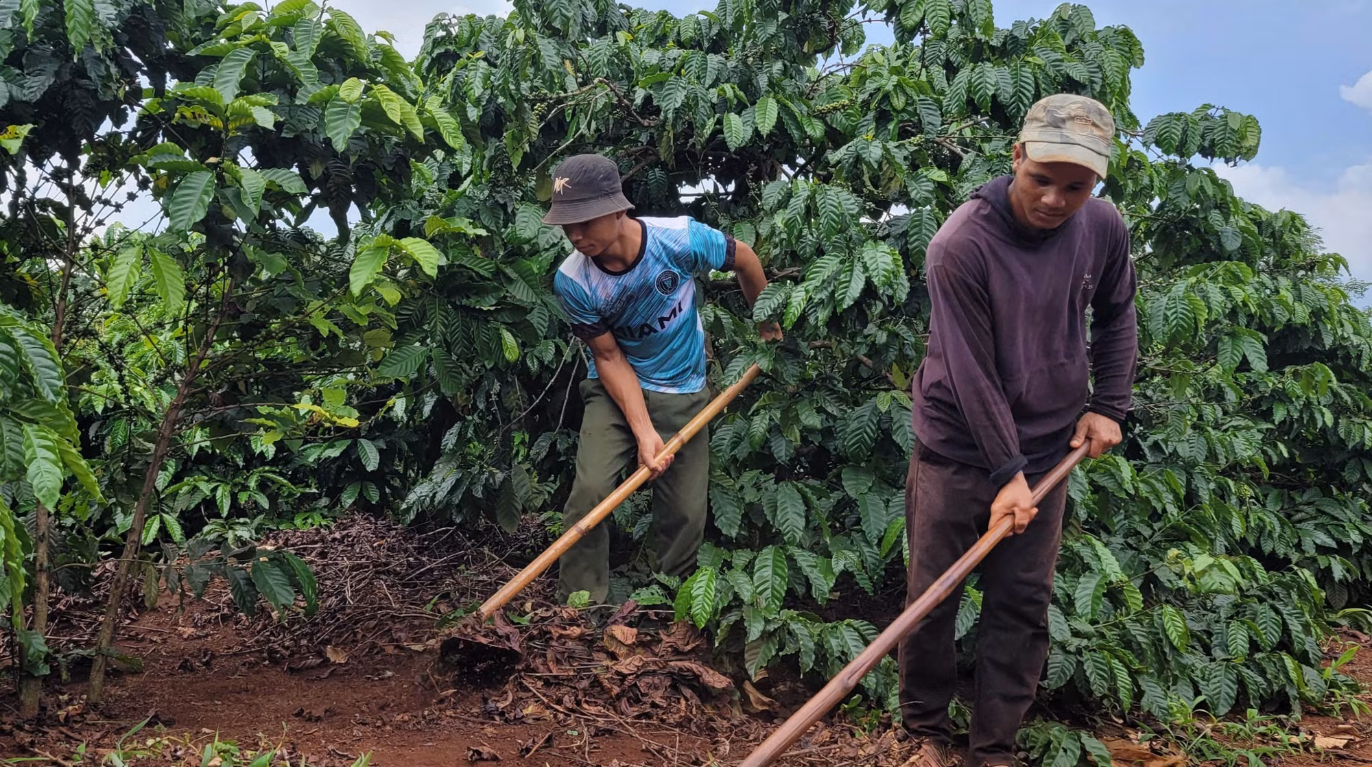 Mô hình cà phê gây quỹ giúp hộ nghèo Gia Lai phát triển sản xuất