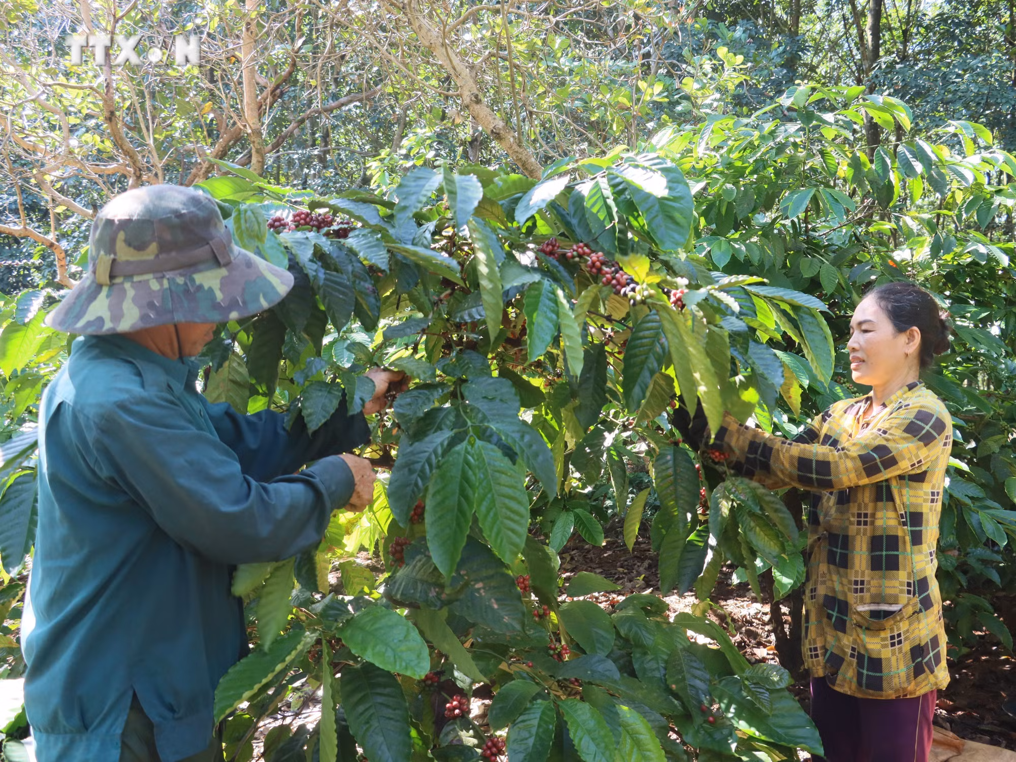 vna_potal_nong_dan_trong_ca_phe_o_binh_phuoc_phan_khoi_vao_vu_thu_hoach_7073883.jpg