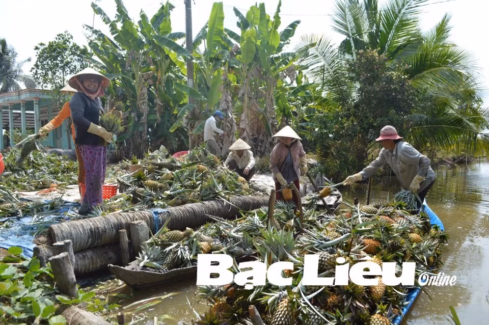 Bạc Liêu thực hiện tốt an sinh xã hội, tạo nền tảng bền vững phát triển kinh tế