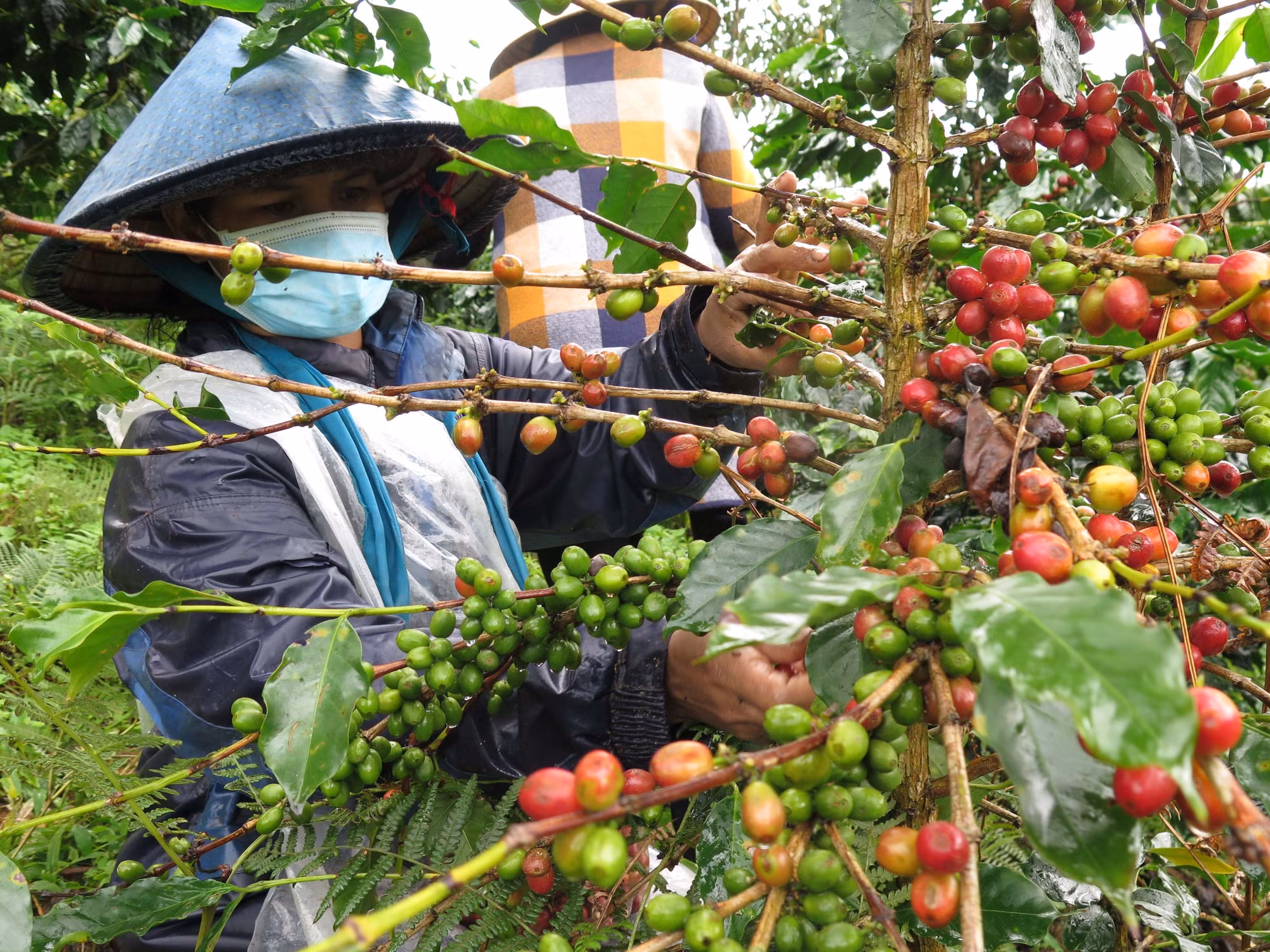 Mục tiêu giai đoạn 2021 - 2025 tái canh và ghép cải tạo gần 110 nghìn ha cà phê
