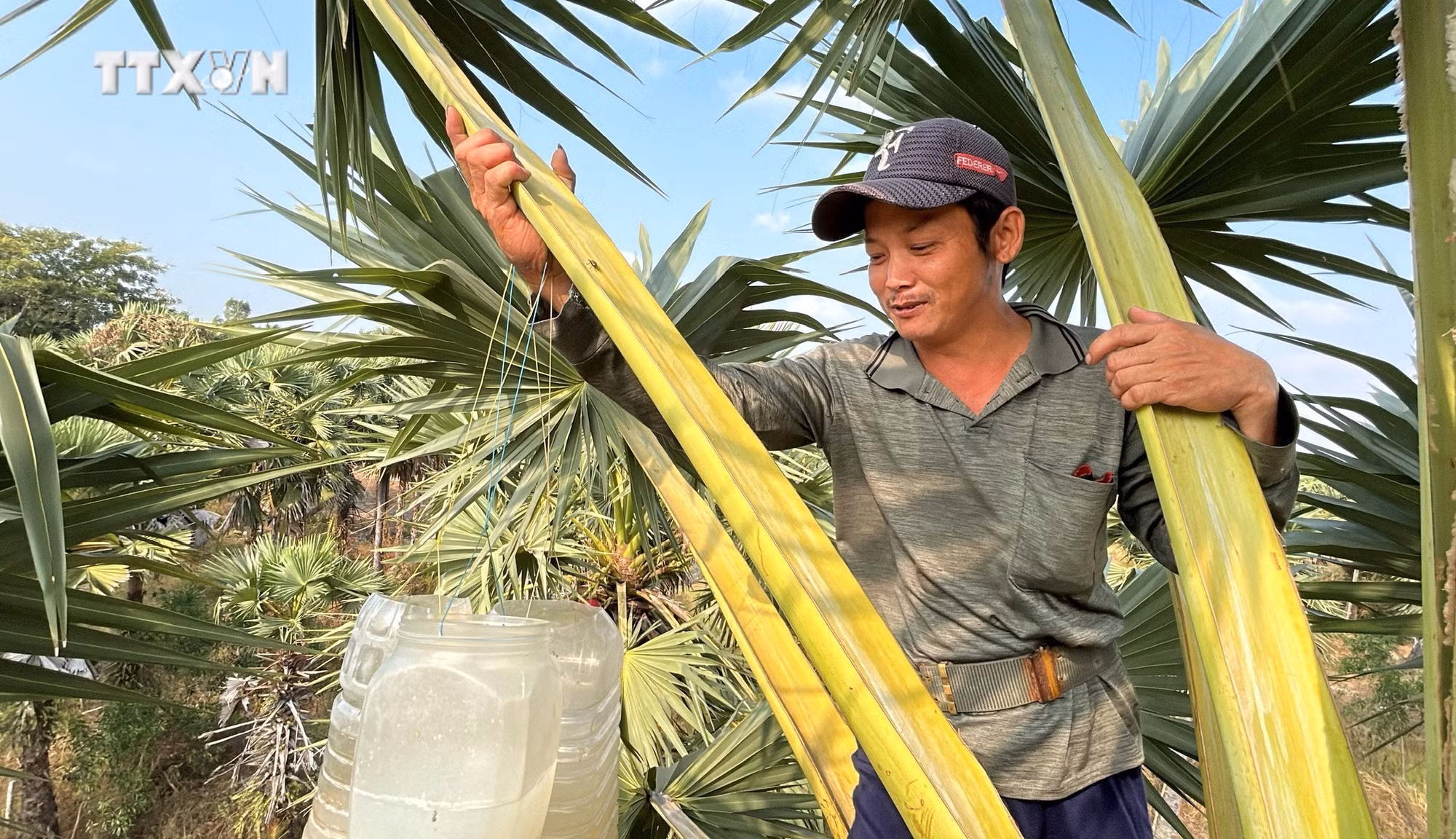 Nước thốt nốt được lấy từ bông của cây thốt nốt. Ảnh: Công Mạo - TTXVN
