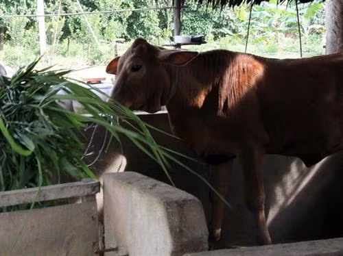 Cần làm rõ việc cung ứng con giống hỗ trợ hộ nghèo không đảm bảo chất lượng ở Định Hóa