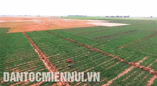 Chuyển đổi cây trồng thích ứng với biến đổi khí hậu