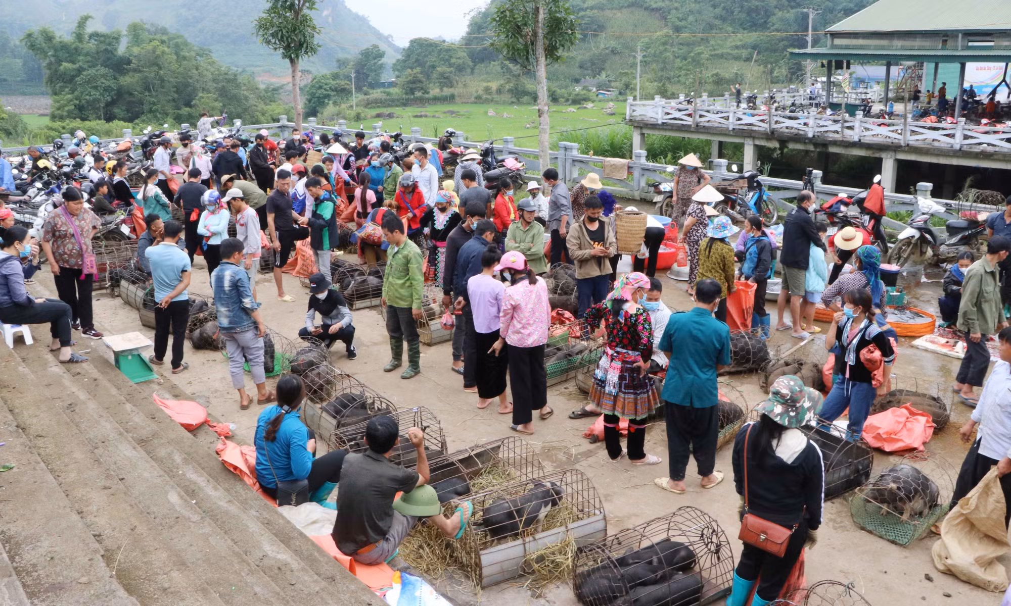 Khu vực chợ lợn tại Chợ phiên San Thàng (Lai Châu) nhộn nhịp người bán, người mua. Ảnh: Nguyễn Oanh – TTXVN