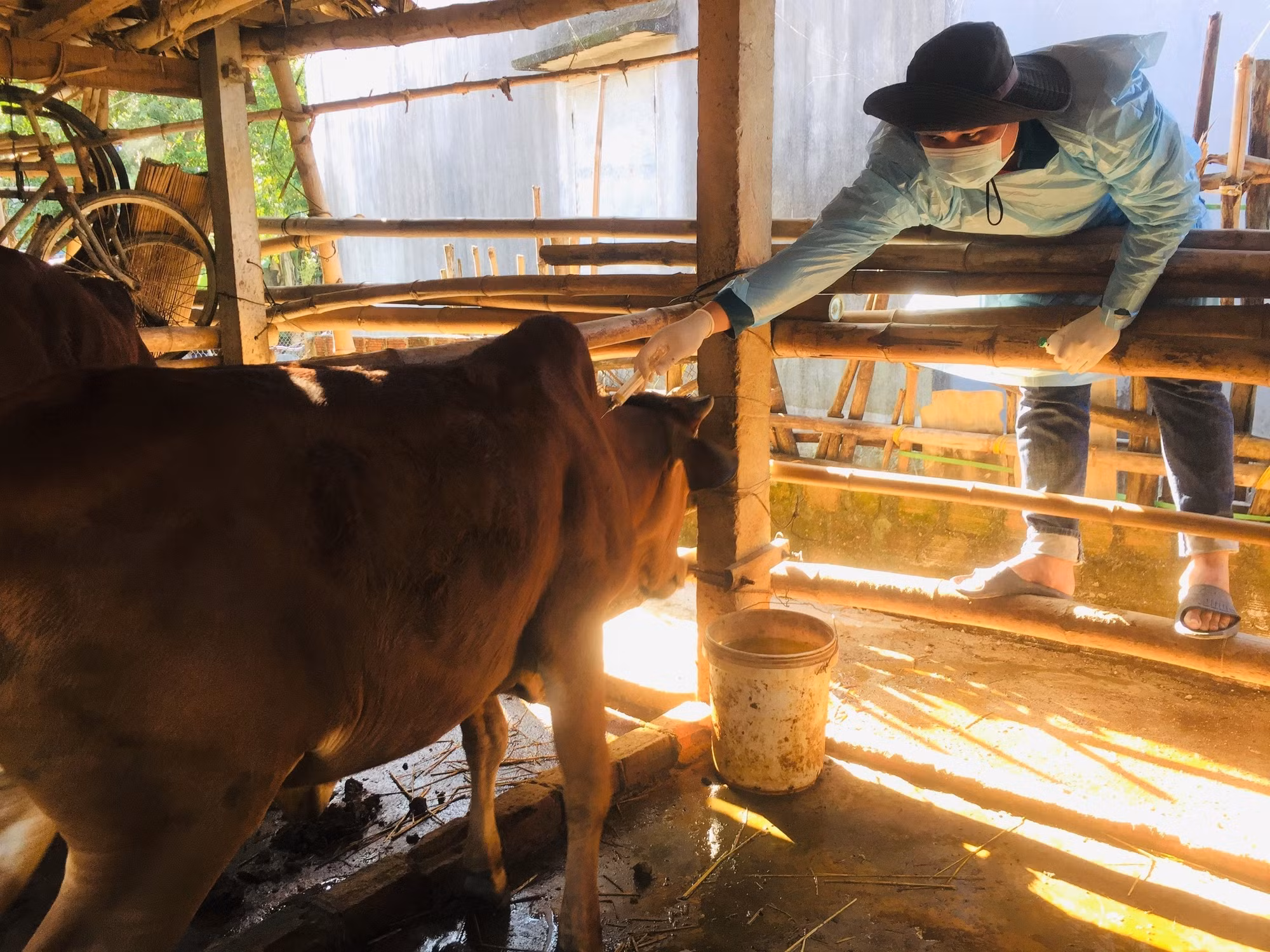 Nên tiêm phòng cho trâu bò khi chưa bị bệnh. Liều lượng tiêm theo hướng dẫn của nhà sản xuất. Ảnh: TTXVN