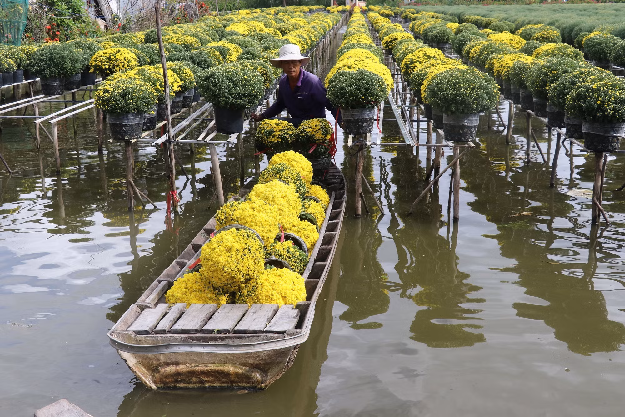 Nông dân xã Tân Khánh Đông, thành phố Sa Đéc (Đồng Tháp) thu hoạch cúc mâm xôi phục vụ thị trường Tết. Ảnh: Nguyễn Văn Trí – TTXVN