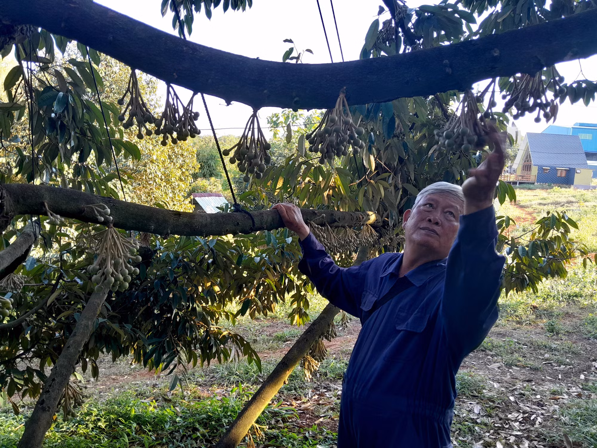 Ông Trương Văn Đảo, Giám đốc Hợp tác xã cây ăn trái Bàu Nghé (xã Phước tín, thị xã Phước Long) chăm sóc vườn sầu riêng đã được cấp mã số vùng trồng đang trong giai đoạn ra hoa. Ảnh: K GỬIH -TTXVN