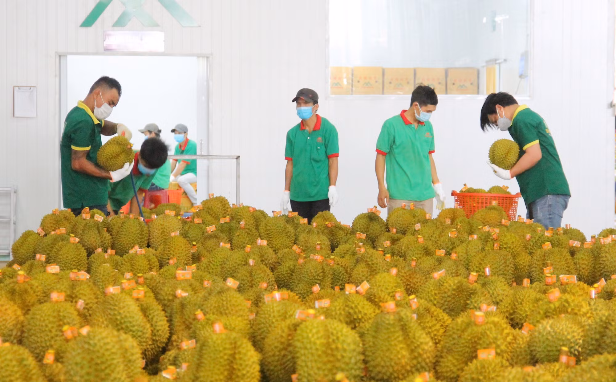 Năm 2022 là điểm sáng của ngành nông nghiệp Đắk Lắk khi một mặt hàng nông sản xuất khẩu chính ngạch sang các thị trường Trung Quốc, Nhật Bản. Ảnh: Hoài Thu - TTXVN.