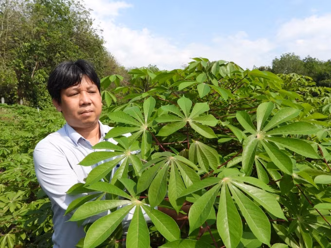 Qua kiểm tra cho thấy giống HN3 và HN5 kháng 100% với dịch khảm lá. Ảnh: Lê Đức Hoảnh-TTXVN
