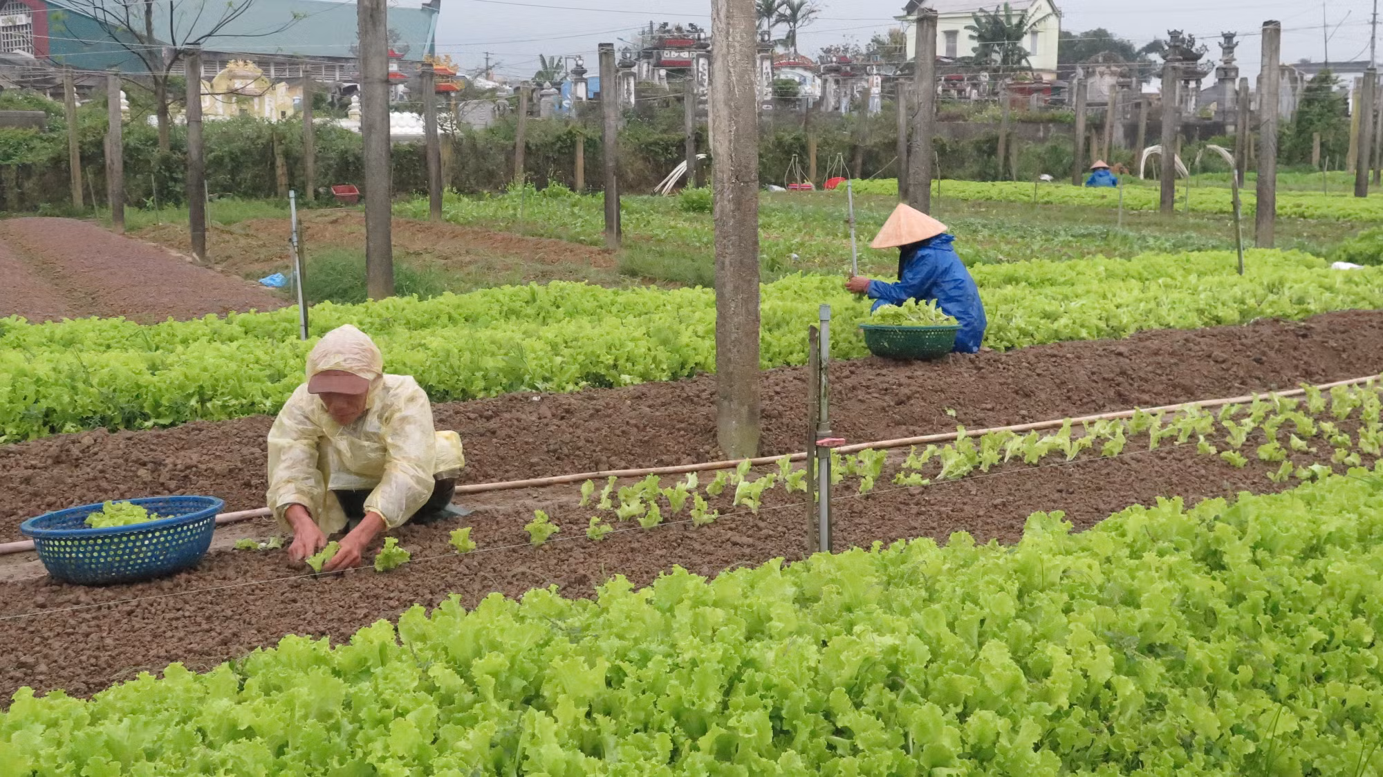 Thu nhập cao nhờ trồng rau an toàn theo tiêu chuẩn VietGAP