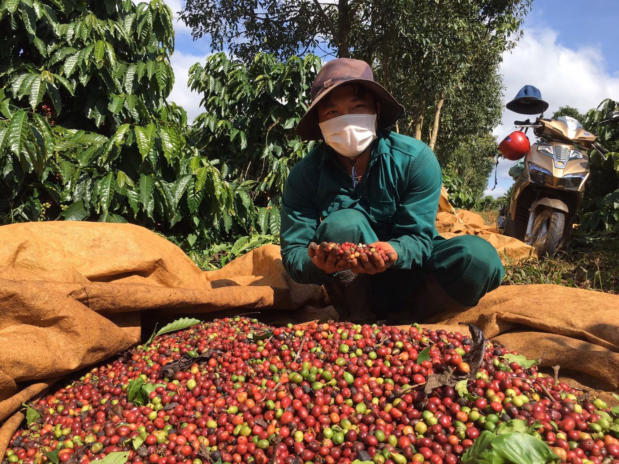 Thu hái quả chín để nâng cao chất lượng cà phê, đáp ứng nhu cầu xuất khẩu. Ảnh: Hồng Điệp – TTXVN