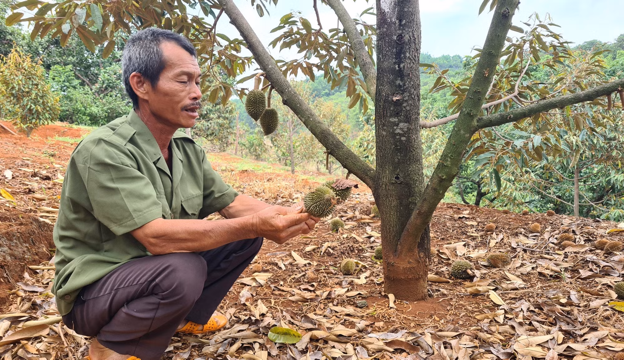 Vườn sầu riêng của gia đình ông Phạm Văn Khoa ở thôn 4, xã Ia Tô, huyện Ia Grai, tỉnh Gia Lai rụng quả non không thể kiểm soát. Ảnh: Hoài Nam – TTXVN