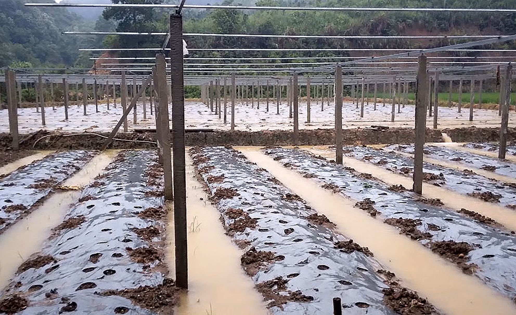 Mưa ngập ảnh hưởng đến các hộ dân trồng hoa màu ở tổ dân phố số 2, thôn Khởi Khe, Quy Ke và Cốc Né, thị xã Phong Hải, huyện Bảo Thắng. Ảnh: TTXVN phát