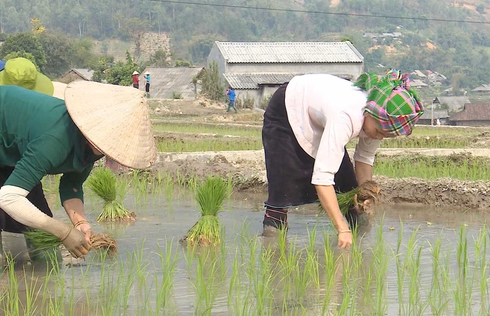 Đến nay nông dân xã Mường Than, huyện Than Uyên đã gieo cấy được 315 ha, đạt 74% kế hoạch. Ảnh: Đinh Thùy-TTXVN phát