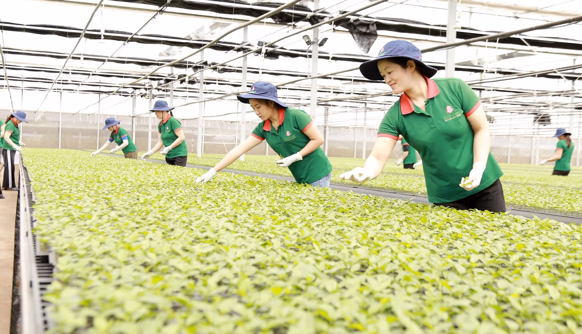 Để phát triển chanh leo thành cây “triệu đô”, tỉnh Gia Lại chú trọng sản xuất giống chanh leo đạt chuẩn. Ảnh tư liệu: Quang Thái – TTXVN