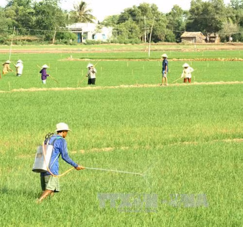 Chủ động phòng chống bệnh lùn sọc đen hại lúa ở phía Bắc