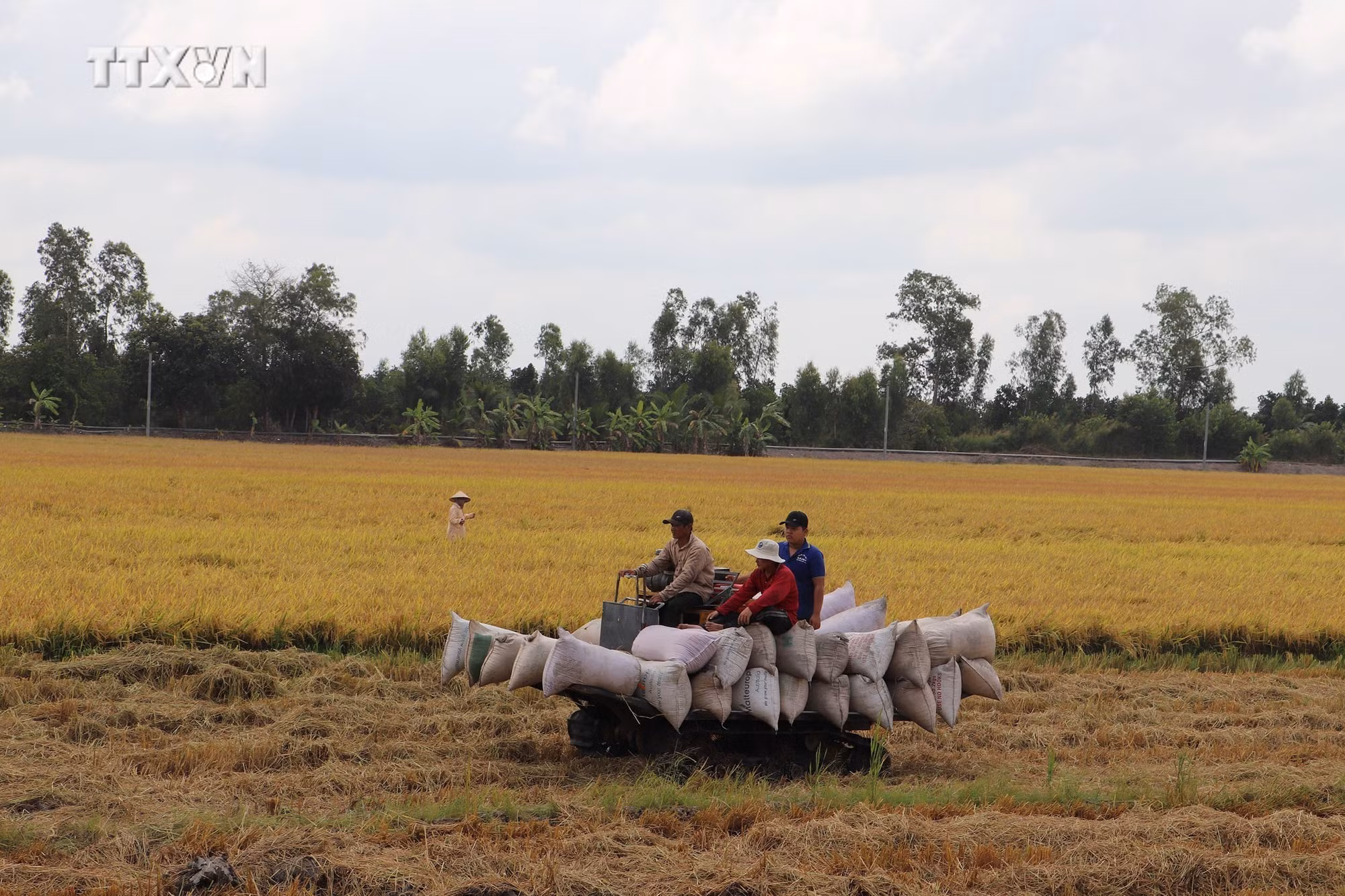 vna_potal_tien_giang_co_gioi_hoa_thu_hoach_giam_that_thoat_lua_dong_xuan_7247999.jpg