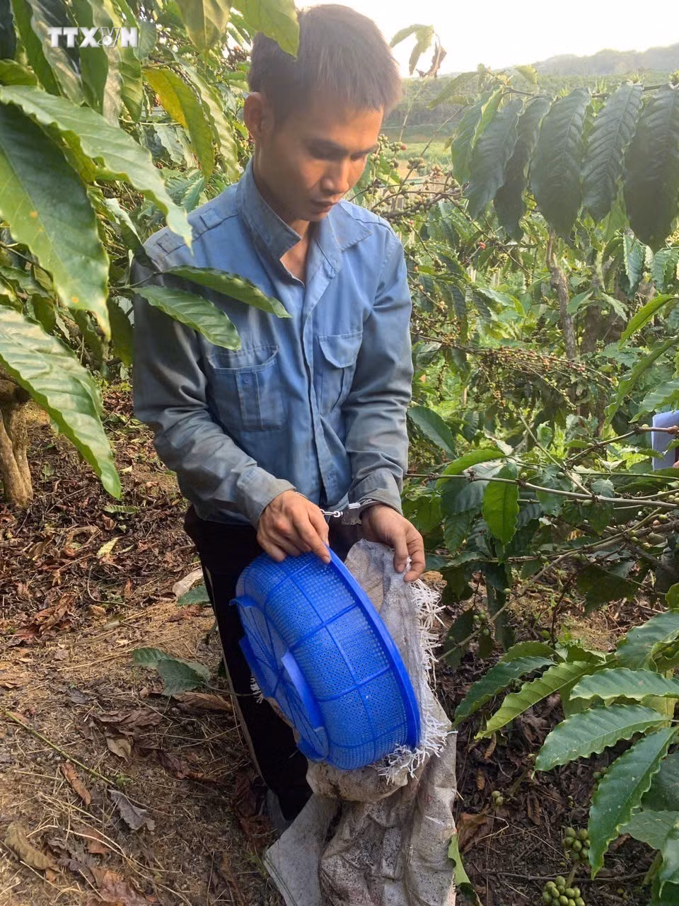 vna_potal_khoi_to_doi_tuong_trom_cap_ca_phe_tai_lam_dong_7709097.jpg