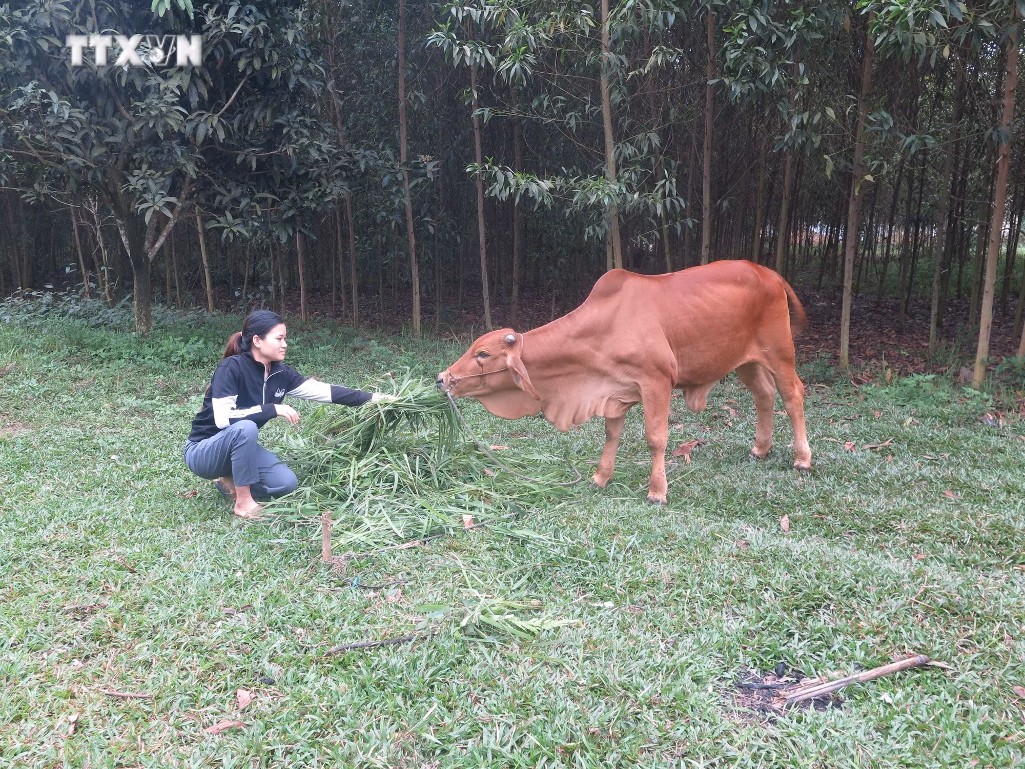 vna_potal_hieu_qua_tu_giam_ngheo_o_huyen_phu_binh_thai_nguyen__7280194.jpg