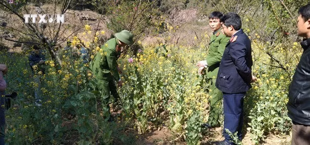vna_potal_lai_chau_phat_hien_nguoi_dan_trong_thuoc_phien_lam_thuoc_chua_benh_7234082.jpg