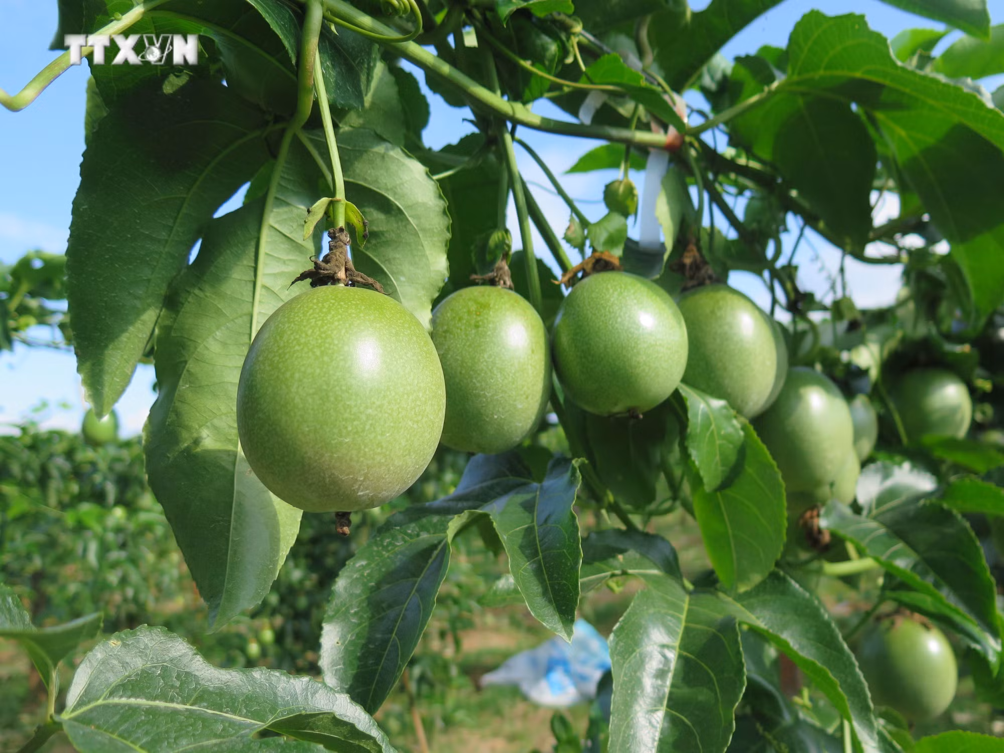 vna_potal_kon_tum_can_co_dau_ra_de_phat_trien_dien_tich_chanh_day__7716587 (1).jpg
