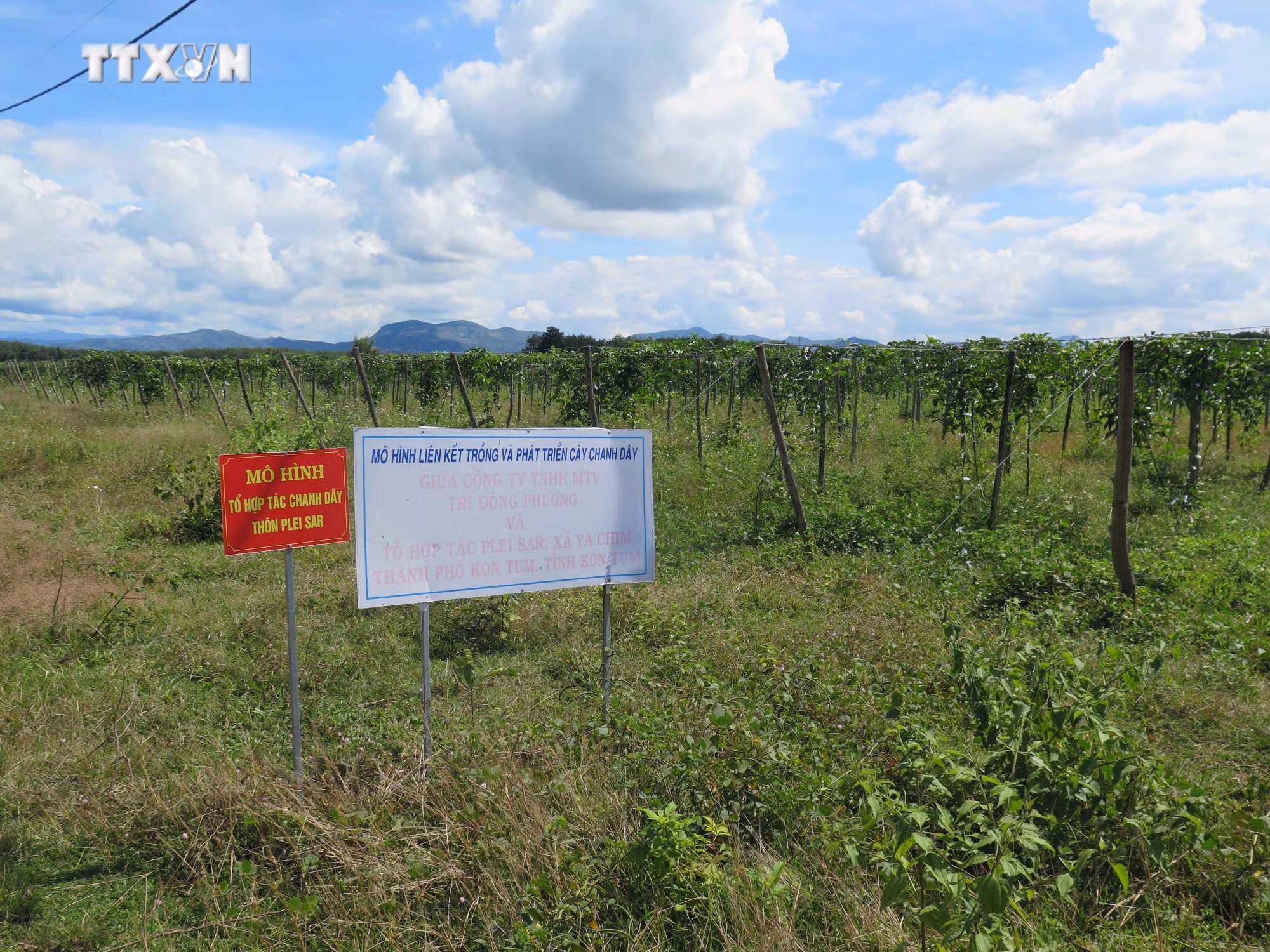 vna_potal_kon_tum_can_co_dau_ra_de_phat_trien_dien_tich_chanh_day__7716528.jpg