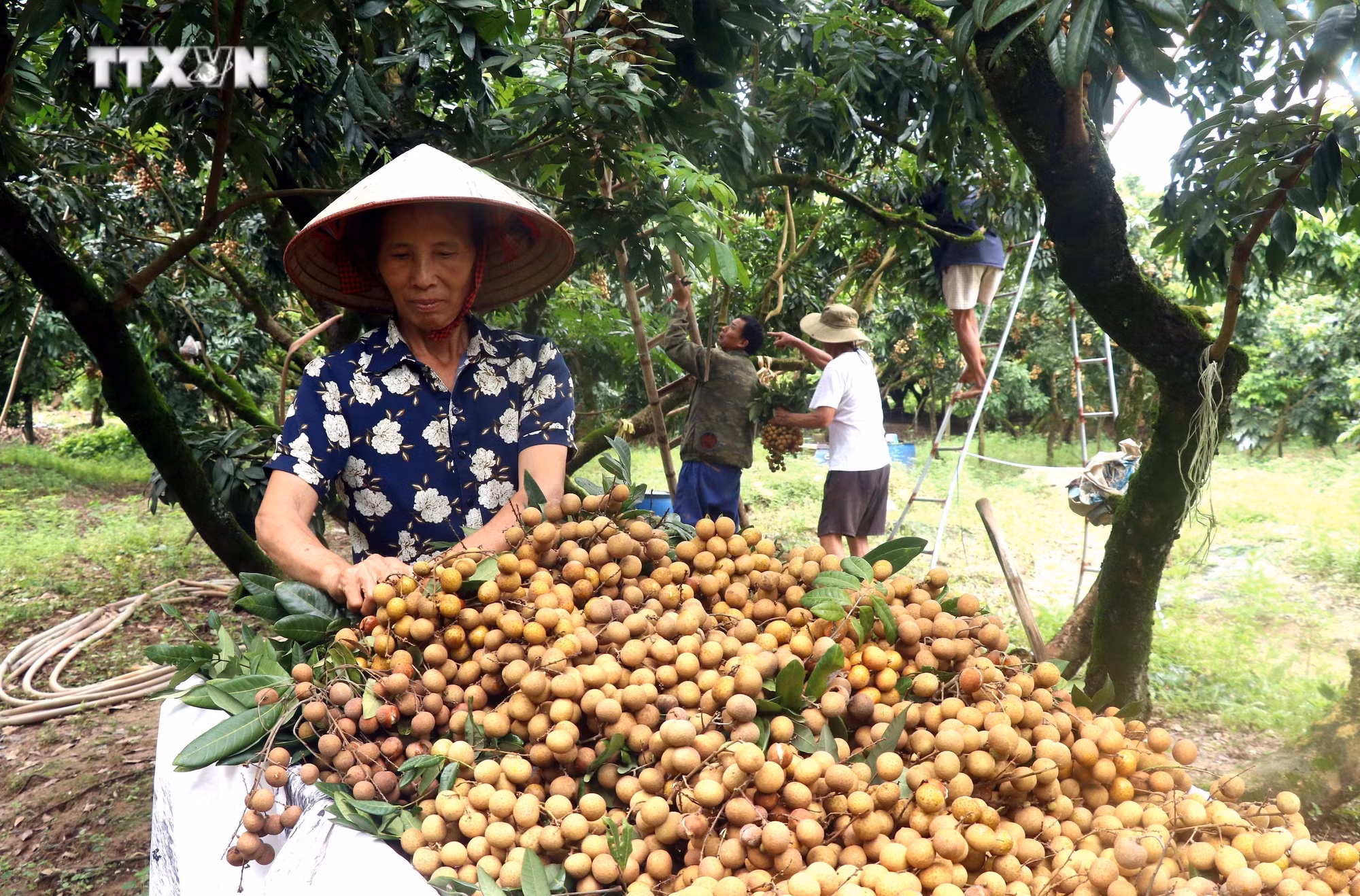 vna_potal_hung_yen_vao_vu_thu_hoach_nhan_7516710.jpg