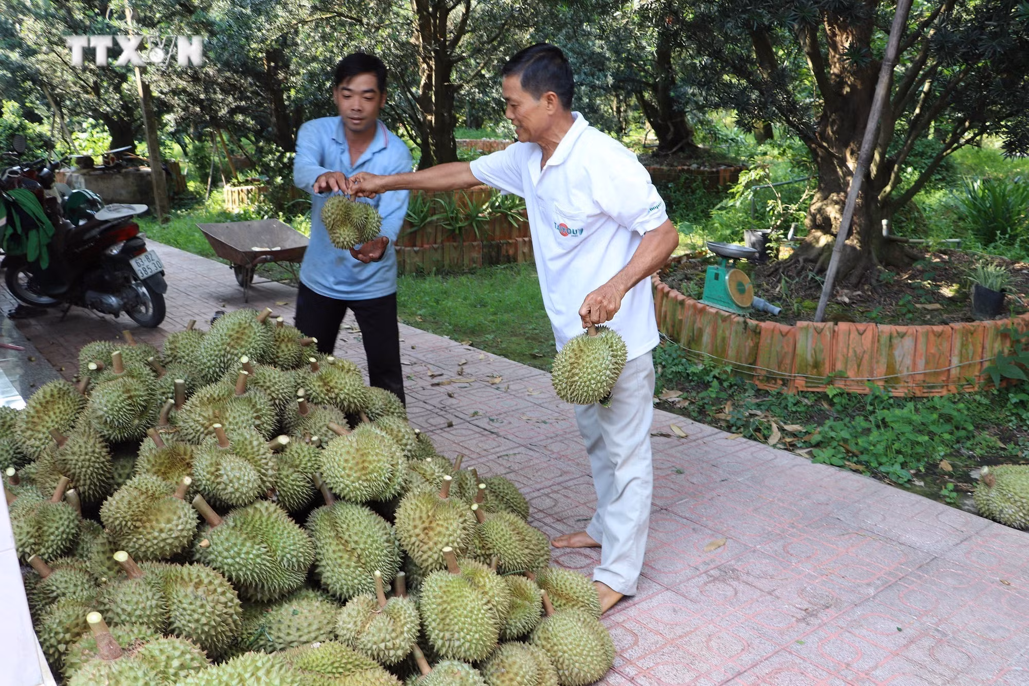 vna_potal_nong_dan_tien_giang_thu_hoach_sau_rieng_chinh_vu_7334712.jpg