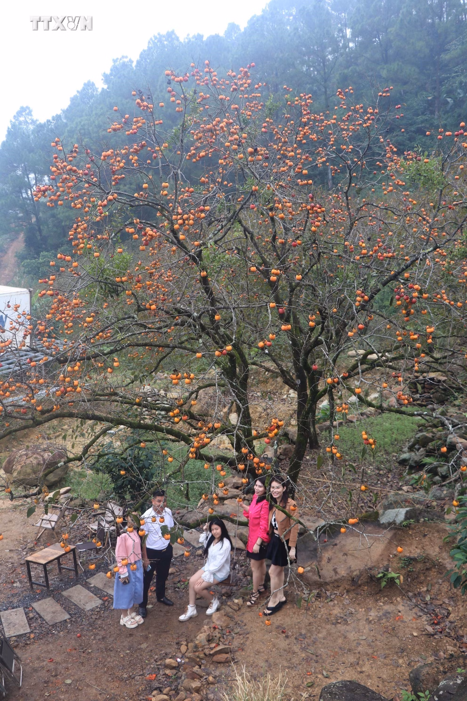 vna_potal_vuon_hong_130_nam_tuoi_o_que_huong_bac_ho_hut_khach_du_lich_7722121.jpg