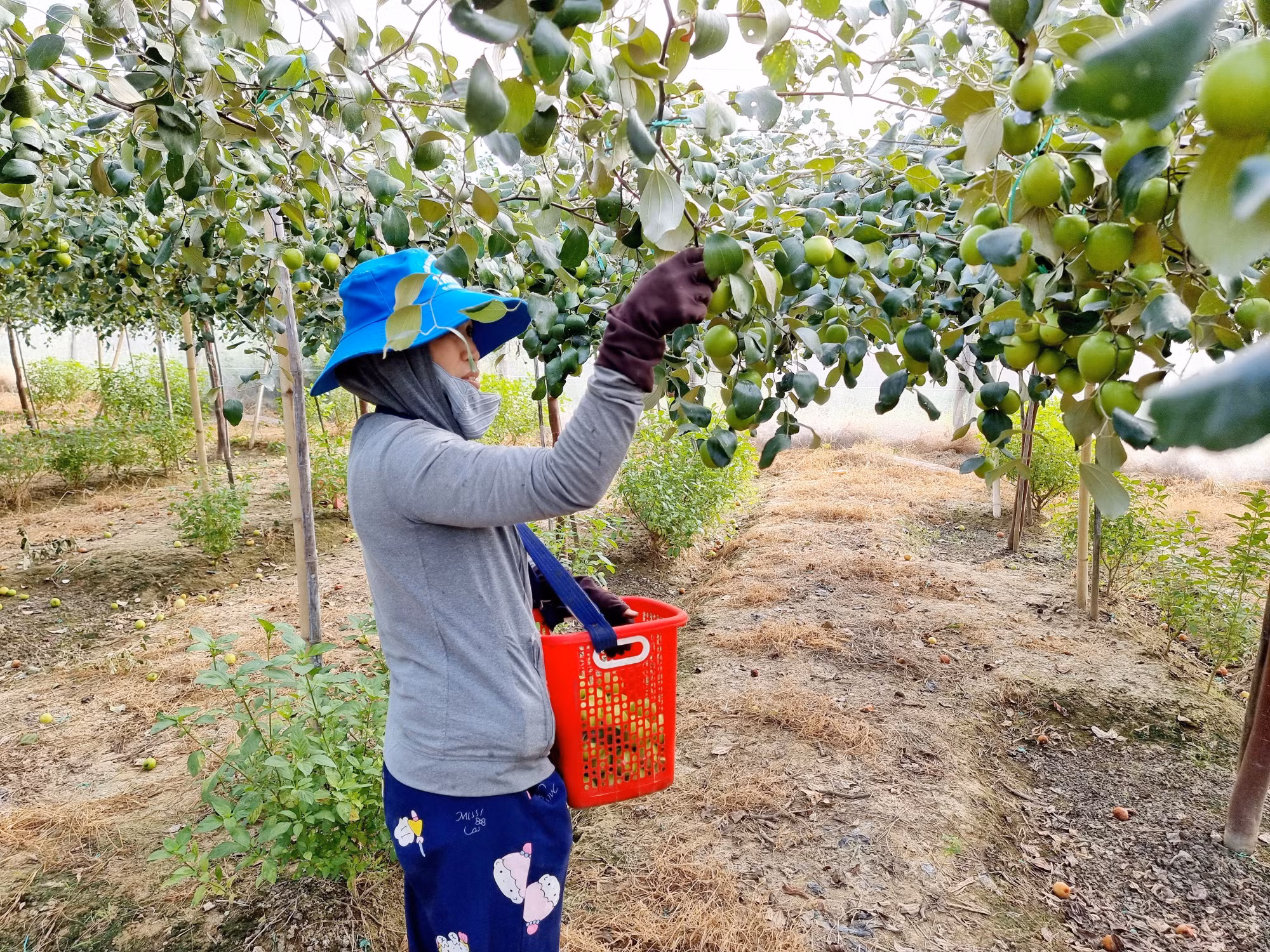 Ninh Thuận hỗ trợ các hộ nông dân liên kết, hợp tác sản xuất
