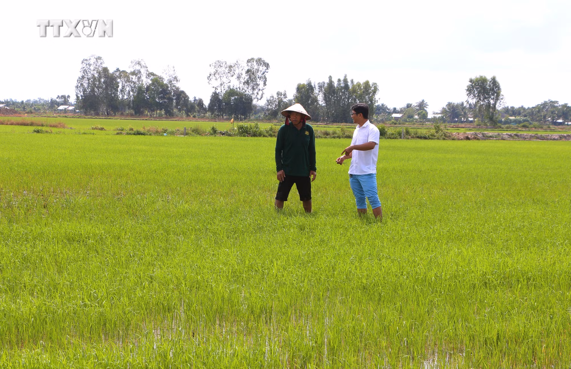 vna_potal_soc_trang_tang_cuong_giai_phap_xuong_giong_vu_lua_he_thu_2024_7327762.jpg
