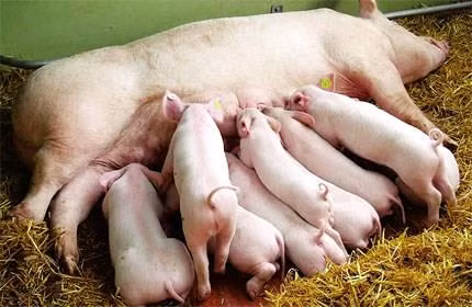 Kỹ thuật chăm sóc lợn nái sau đẻ
