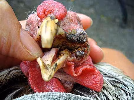 Phòng và trị bệnh đậu gà