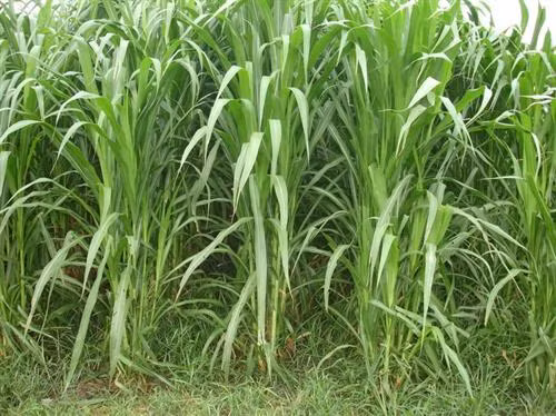 Kỹ thuật trồng một số loại cỏ cho gia súc