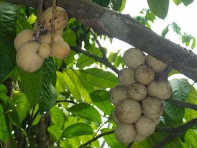 Những lưu ý khi trồng cây bòn bon