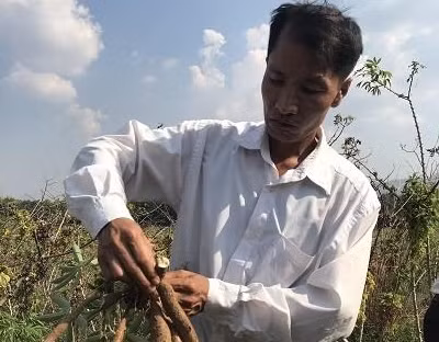 Giống sắn mới giúp đồng bào dân tộc thiểu số ở Kon Rẫy tăng thu nhập