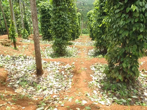 Đắk Nông: Cần điều tra và nghiêm trị đối tượng chặt phá hồ tiêu của nông dân