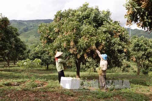Xử lý nhãn chậm ra hoa
