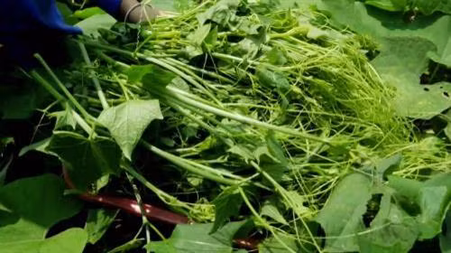 Đinh Văn Long - Người mở hướng làm giàu từ su su ở vùng cao Tân Lạc