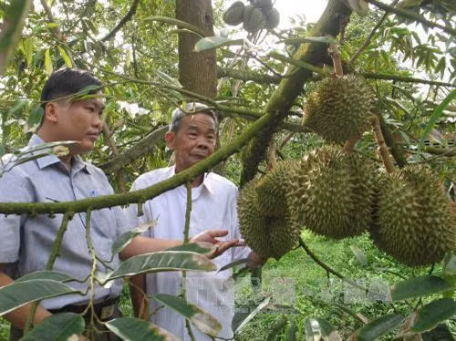 Thạch Thành chuyển đổi cơ cấu cây trồng, vật nuôi giúp nhân dân miền núi