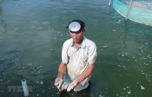Nuôi hải sâm kết hợp sinh vật khác - một hướng đi mới