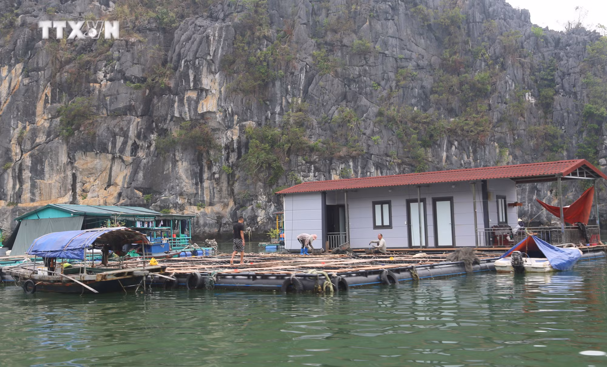 vna_potal_khoi_phuc_san_xuat_thuy_san_tren_dao_cat_ba_7620129 (1).jpg