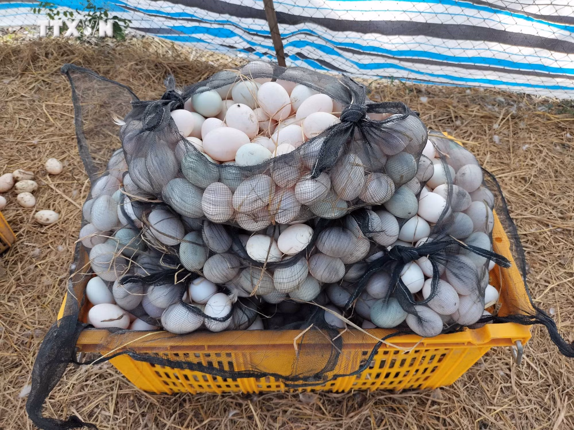 vna_potal_mo_hinh_nuoi_giong_vit_co_lay_trung_tai_dong_thap__7532984.jpg