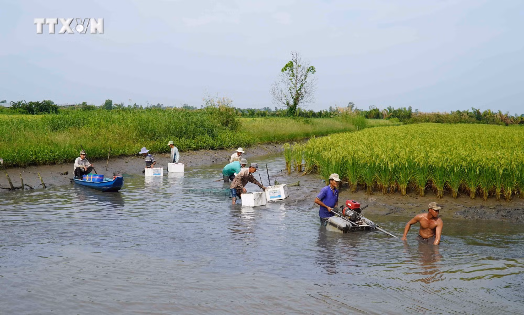 vna_potal_kien_giang_nhieu_mo_hinh_san_xuat_nong_nghiep_thich_ung_voi_bien_doi_khi_hau_7282046.jpg