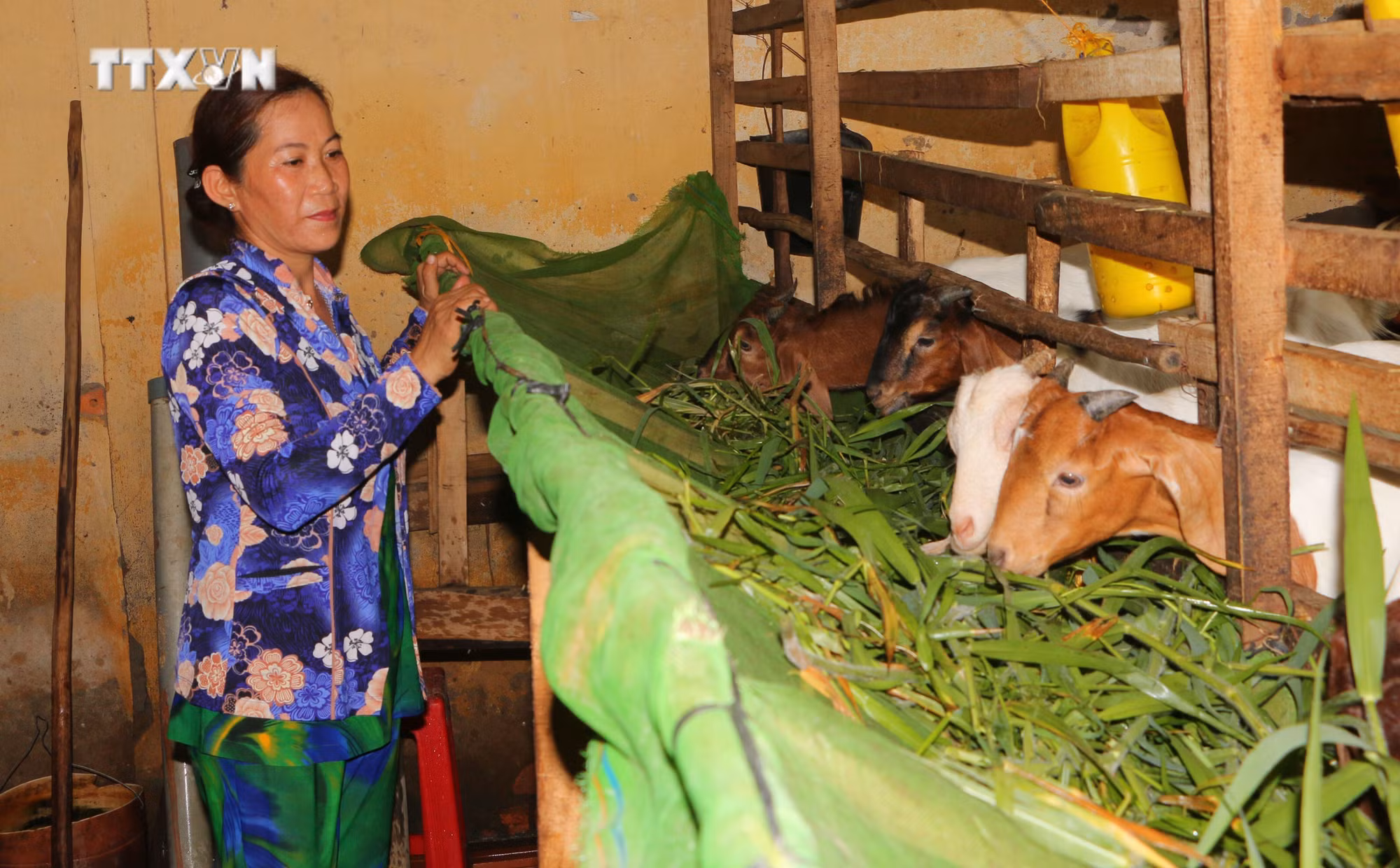 vna_potal_soc_trang_nang_cao_chat_luong_nguon_von_tin_dung_chinh_sach__7414066.jpg