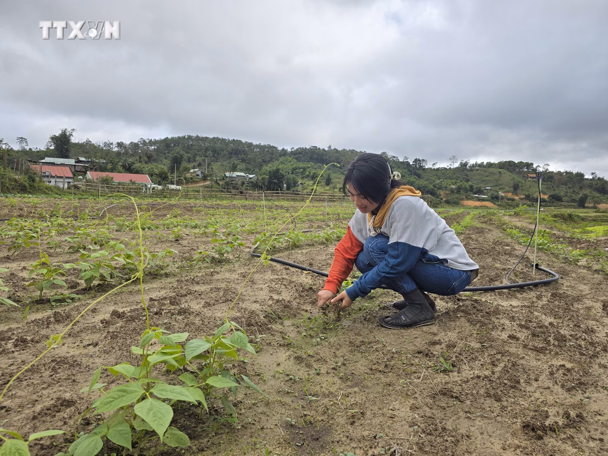vna_potal_dong_bao_dan_toc_thieu_so_tinh_kon_tum_phat_huy_suc_manh_tap_the_trong_san_xuat_nong_nghiep_7715412.jpg